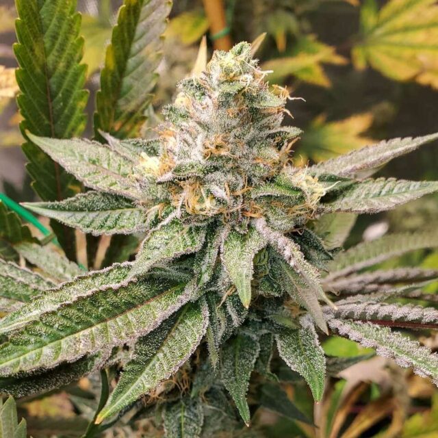 King Cone feminizada de Elev8 Seeds