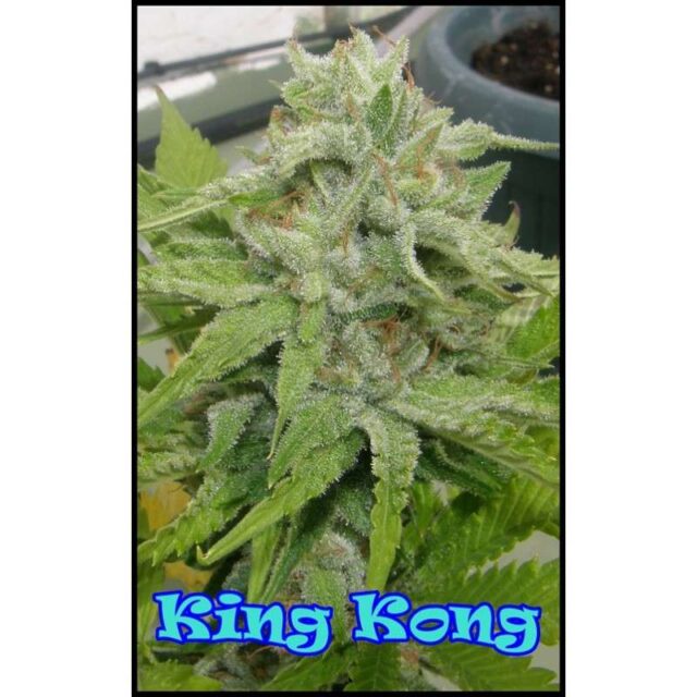 King Kong feminizada de Dr. Underground