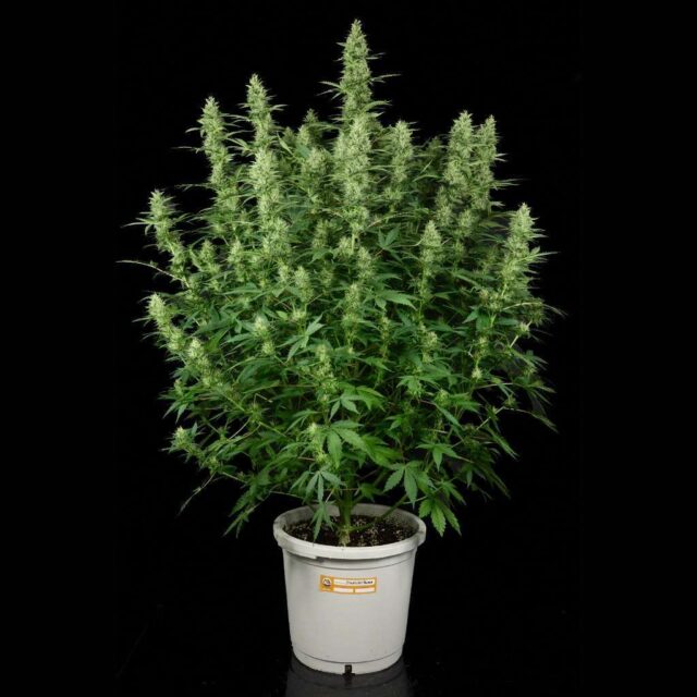 Kit de cultivo de exterior autofloreciente - PRO