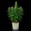 Kit de cultivo de exterior autofloreciente - BASICO