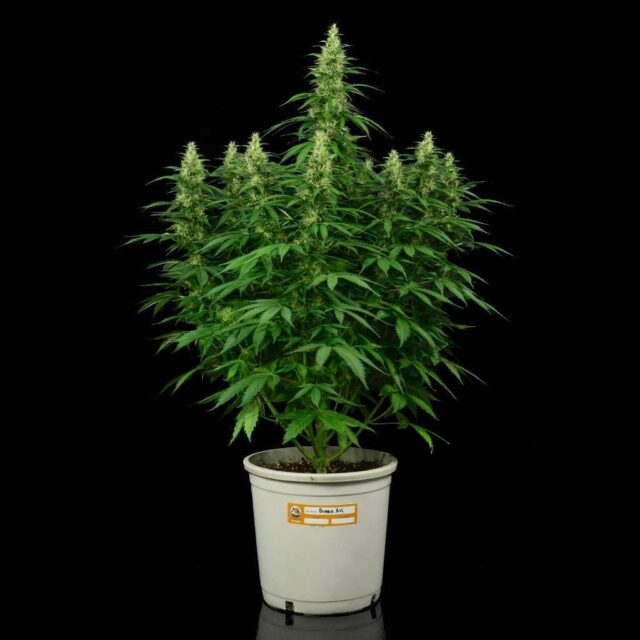 Kit de cultivo de exterior autofloreciente - BASICO