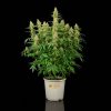 Kit de cultivo de exterior autoflorecientes completo - BIO