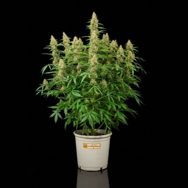 Kit de cultivo de exterior autoflorecientes completo - BIO