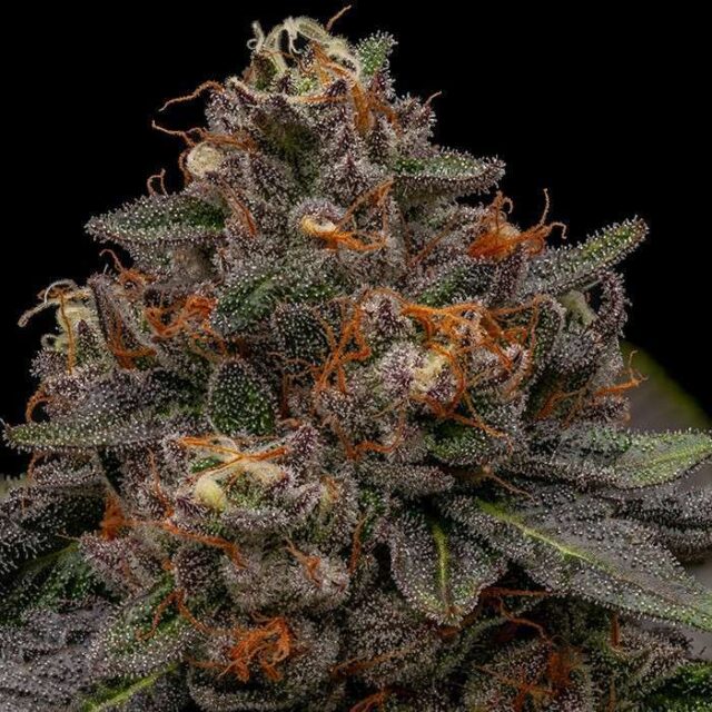 Korenji feminizada de Ripper Seeds