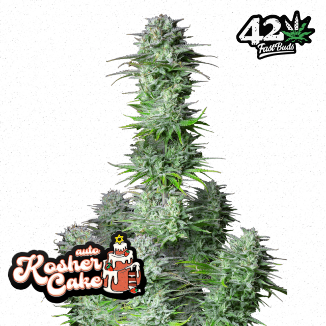 Kosher Cake Auto de FastBuds