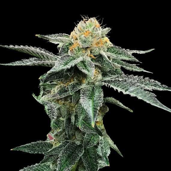 Kosher Cookies feminizada de DNA Genetics