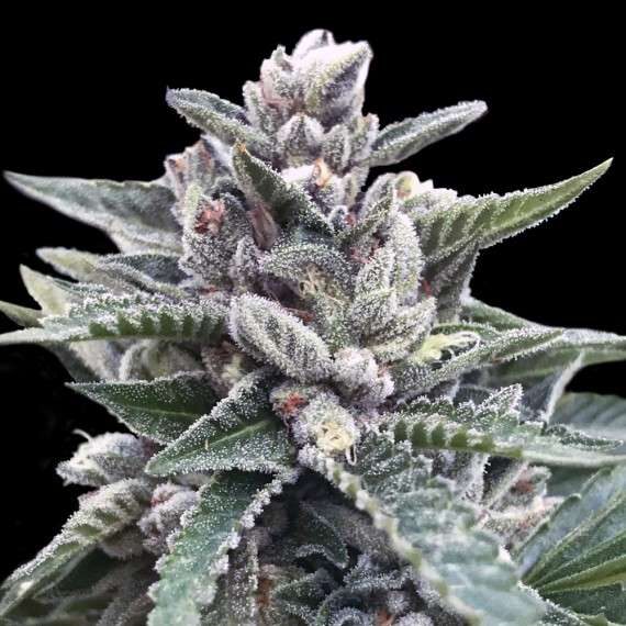 Kosher Sorbet feminizada de DNA Genetics