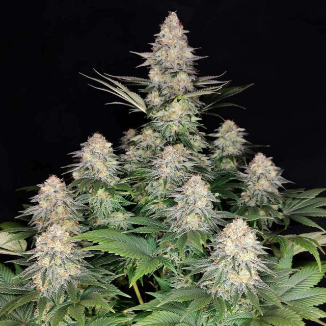 Kraken feminizada de Buddha Seeds