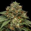 Kroma feminizada de Ripper Seeds