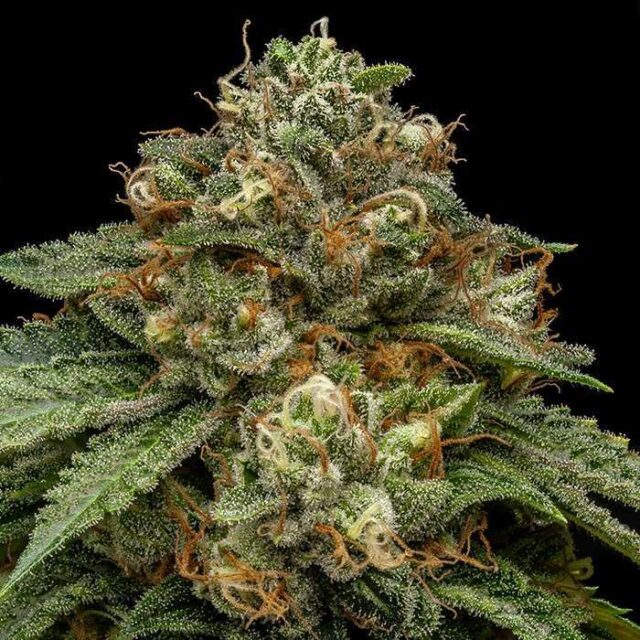 Kroma feminizada de Ripper Seeds