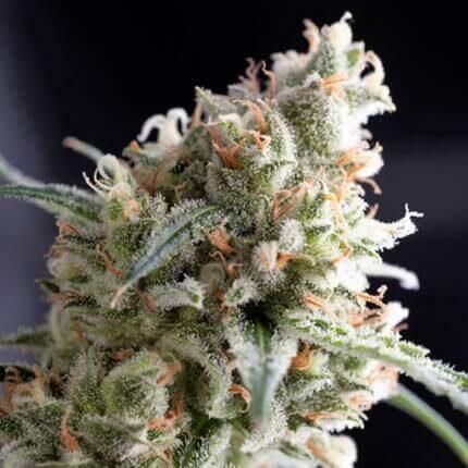 Kukulkan feminizada de Pyramid Seeds