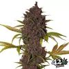 LSD-25 Auto de FastBuds