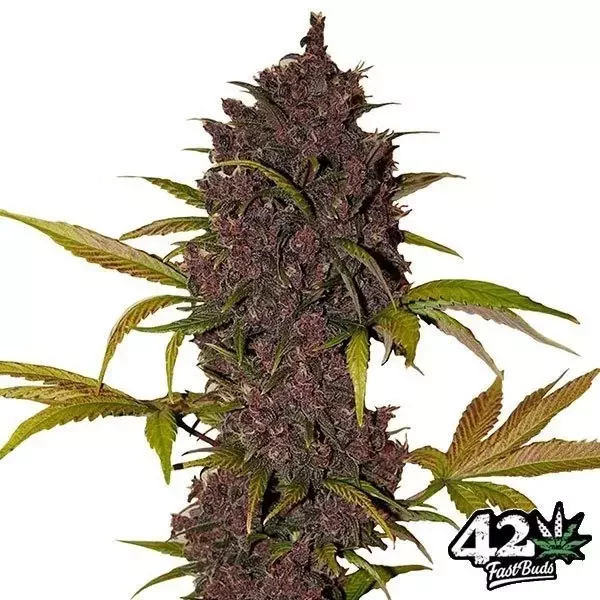 LSD-25 Auto de FastBuds
