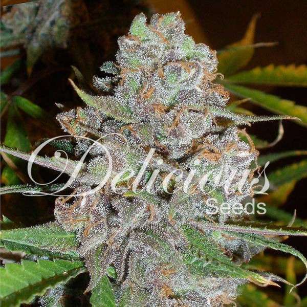 La Diva Auto de Delicious Seeds