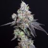 Lady Kush feminizada de Elev8 Seeds