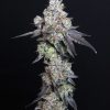 Lady Kush feminizada de Elev8 Seeds