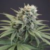Melo Rado feminizada de Karma Genetics