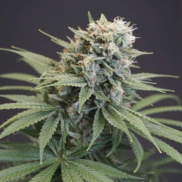 LeMello feminizada de Karma Genetics