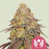 Legendary OG Punch feminizada de Royal Queen Seeds