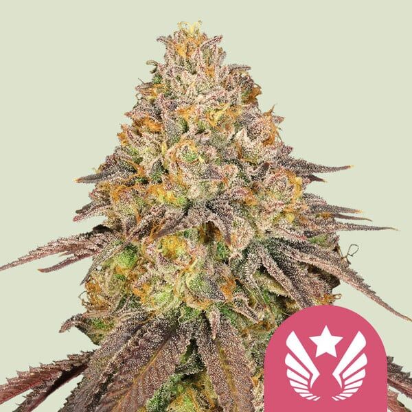 Legendary OG Punch feminizada de Royal Queen Seeds