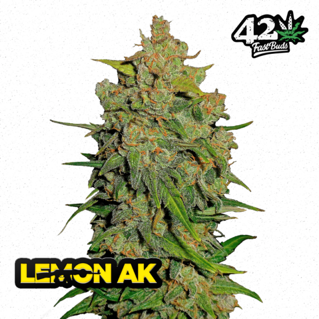 Lemon AK Auto de FastBuds