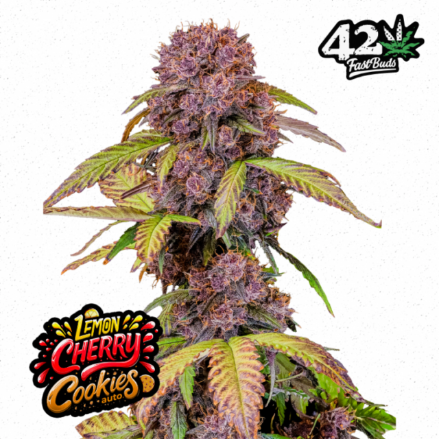 Lemon Cherry Cookies Auto de FastBuds