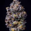 Lemon Cherry Pop feminizada de Cookies Seed Bank