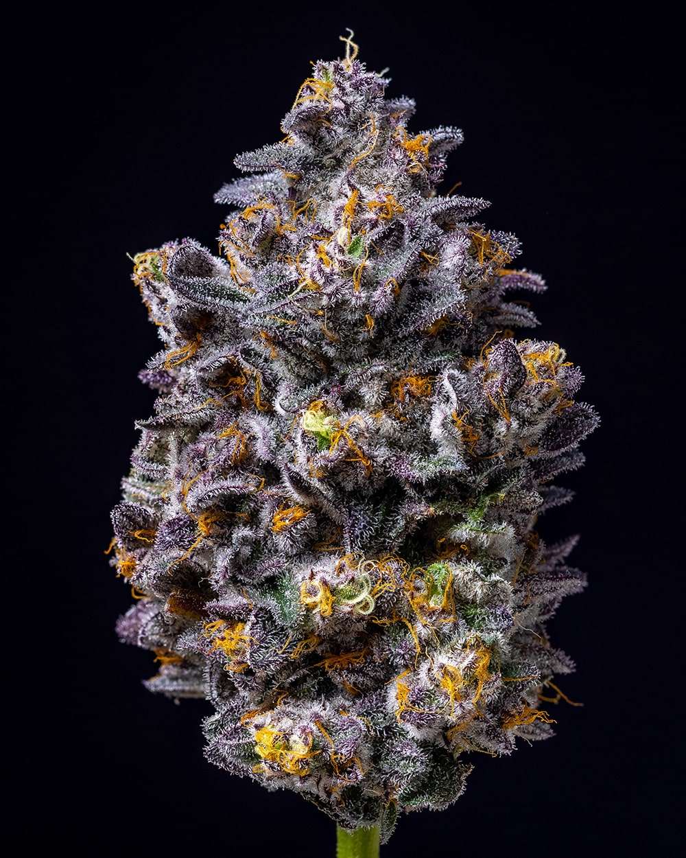 Lemon Cherry Pop feminizada de Cookies Seed Bank - Imagen 2