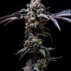 Lemon Cherry Pop feminizada de Cookies Seed Bank