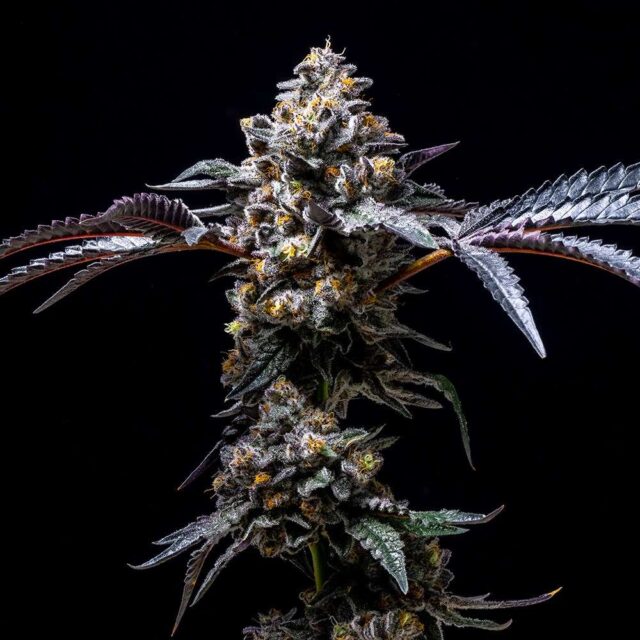 Lemon Cherry Pop feminizada de Cookies Seed Bank