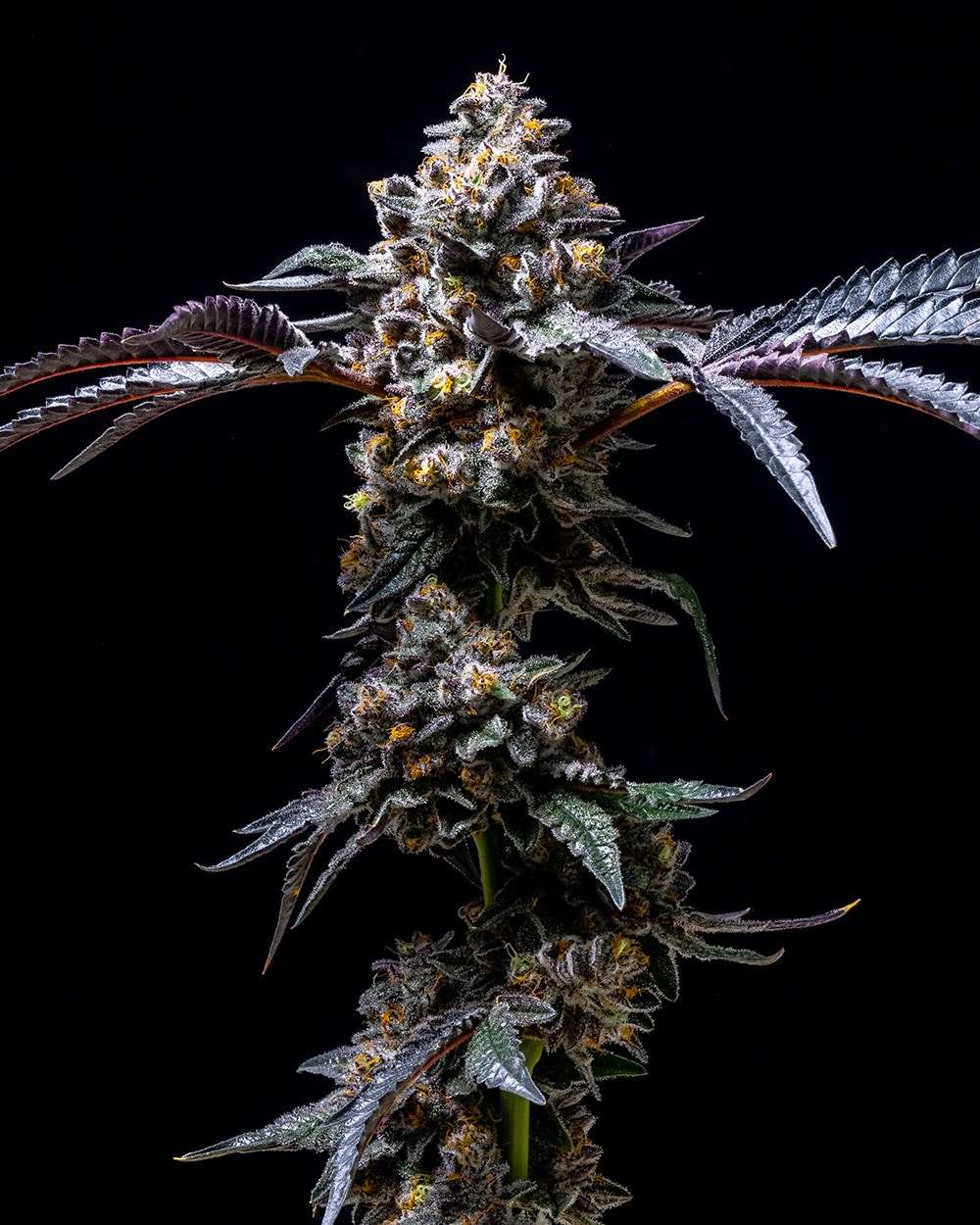 Lemon Cherry Pop feminizada de Cookies Seed Bank