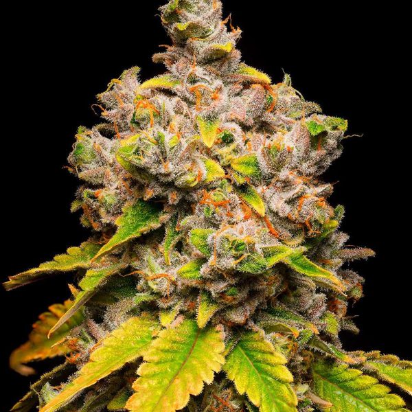 Lemon Cherry Sherb feminizada de Cookies Seed Bank
