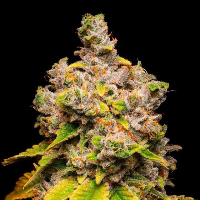 Lemon Cherry Sherb feminizada de Cookies Seed Bank