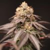 Lemon Curd feminizada de Perfect Tree