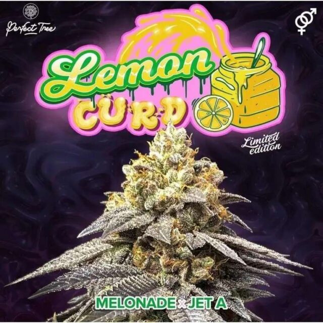 Lemon Curd feminizada de Perfect Tree