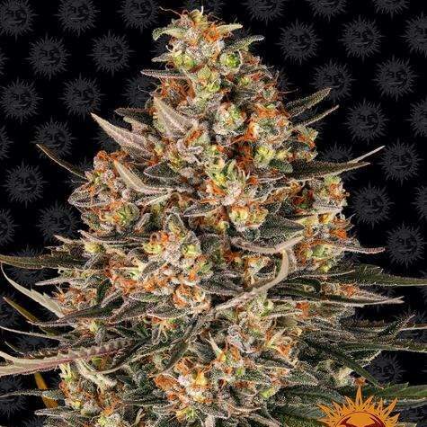 Lemon Drizzle feminizada de Barney’s Farm