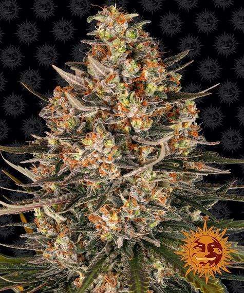 Lemon Drizzle feminizada de Barney’s Farm