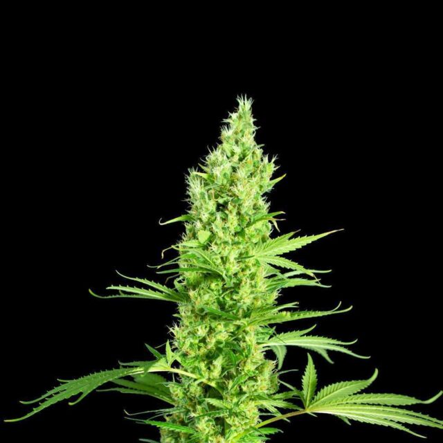 Lemon Kush Auto de XXL Seeds