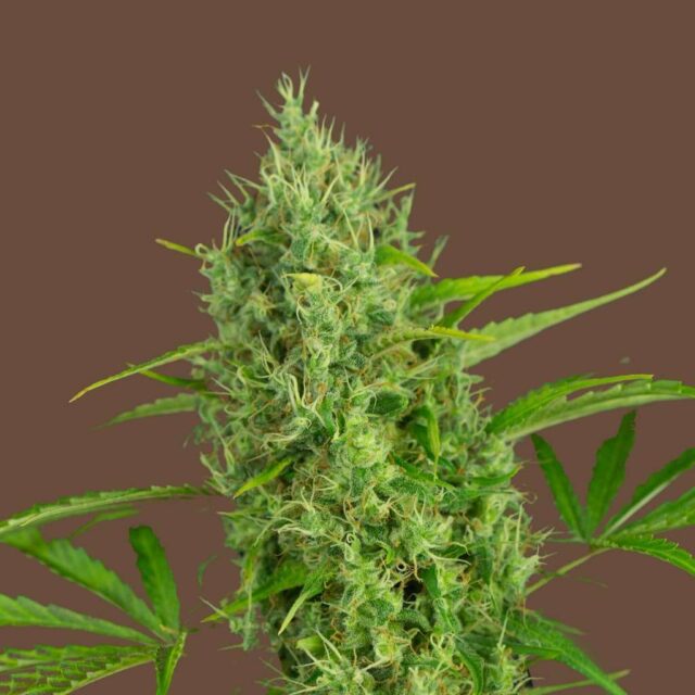Lemon Kush feminizada de Kilo Genetics