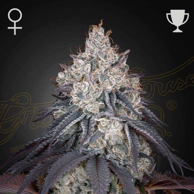 Lemon Orange feminizada de Green House Seeds