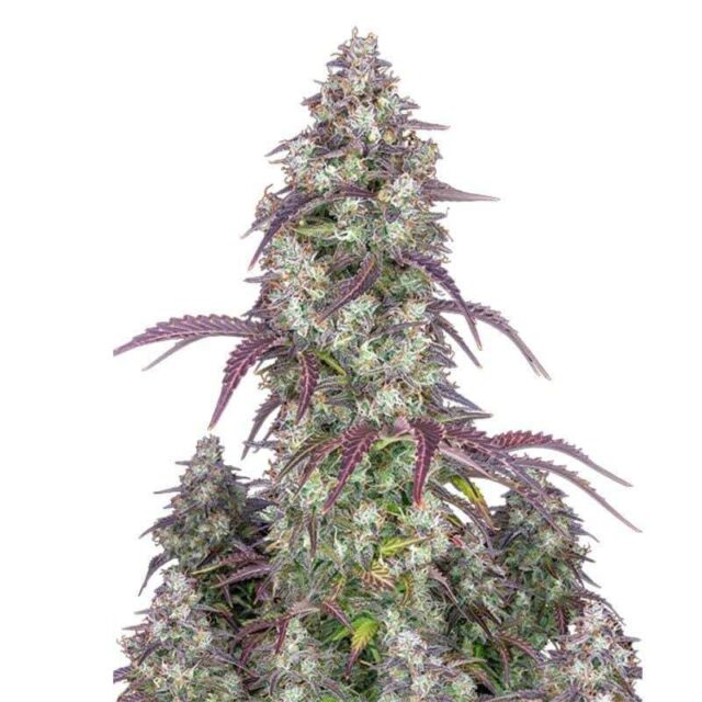Lemon Pie Auto de FastBuds