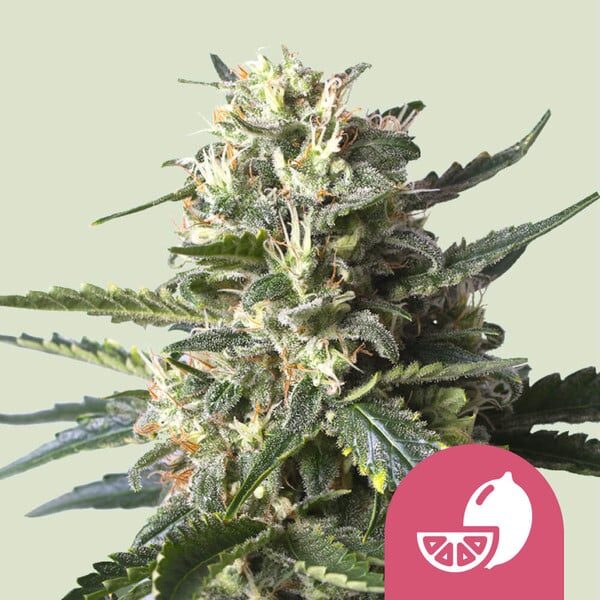 Lemon Shining Silver Haze feminizada de Royal Queen Seeds