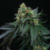 Lime Ozz feminizada de Perfect Tree