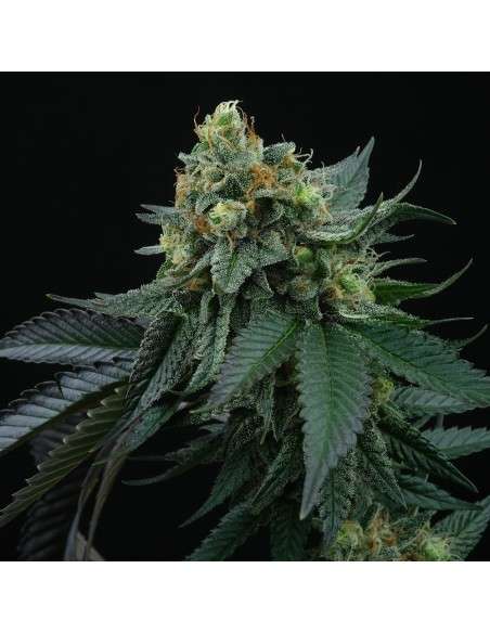 Lime Ozz feminizada de Perfect Tree - Imagen 2