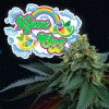 Lime Ozz feminizada de Perfect Tree