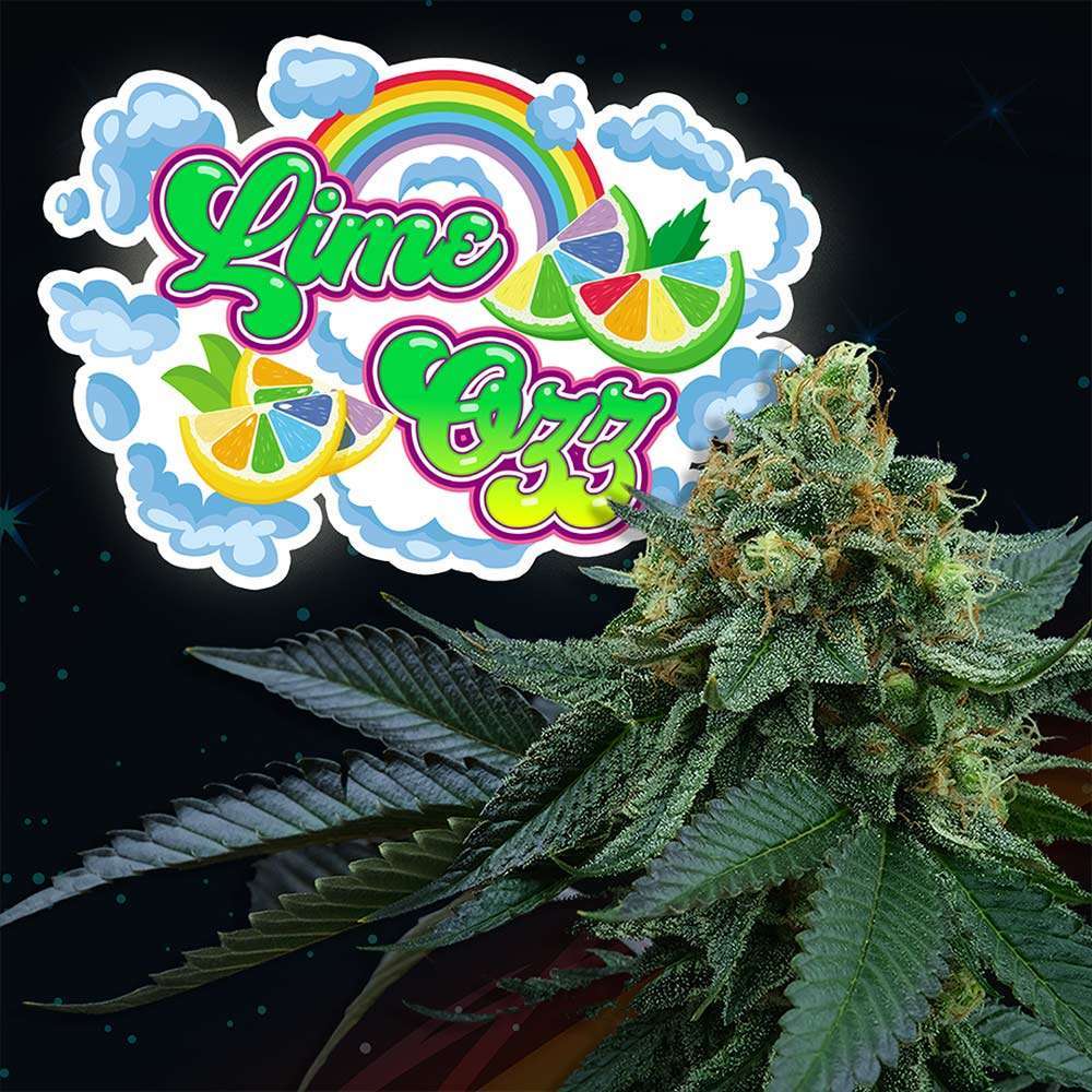 Lime Ozz feminizada de Perfect Tree