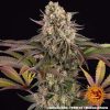 Limoncello feminizada de Barney's Farm
