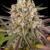 Limoncello feminizada de Barney's Farm