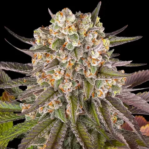 Limoncello feminizada de Barney's Farm