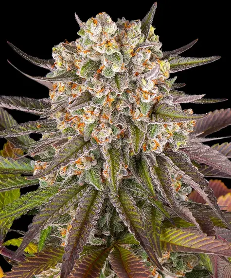 Limoncello feminizada de Barney's Farm
